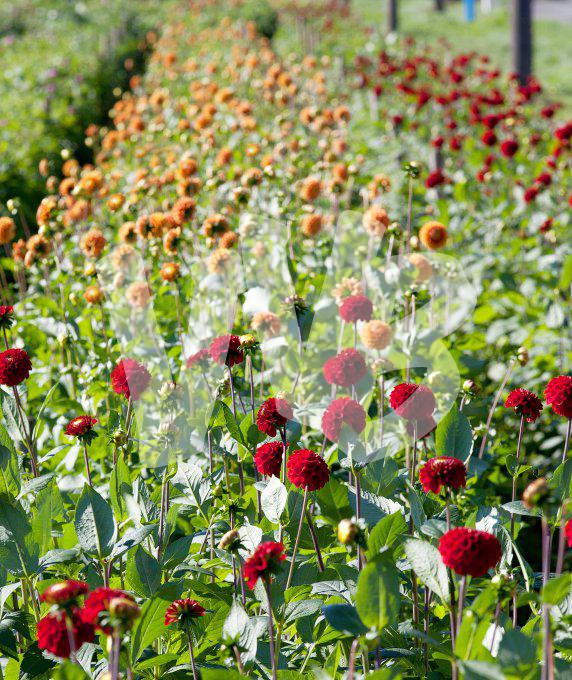 bloemen en planten vvbvanbree     1062